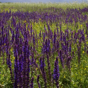 Salvia deserta